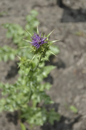 ASFS Chicago and East Lansing June 2013 085