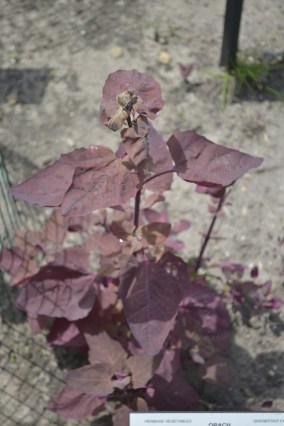 ASFS Chicago and East Lansing June 2013 086