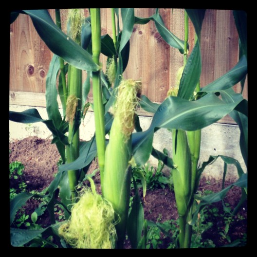 2013-08-03 16.59.20-2