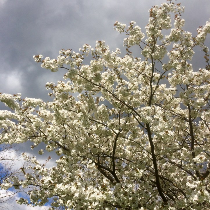 Blossom