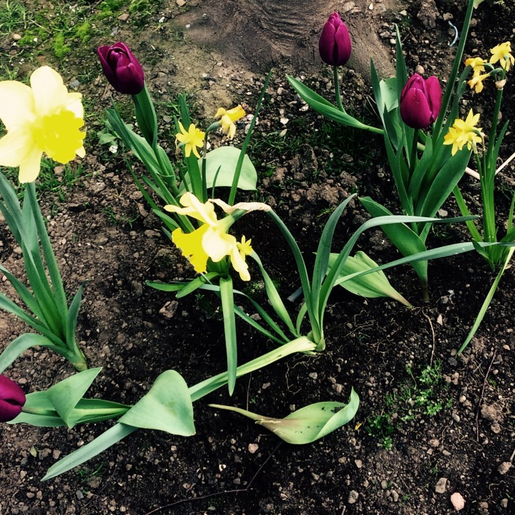 Spring bulbs