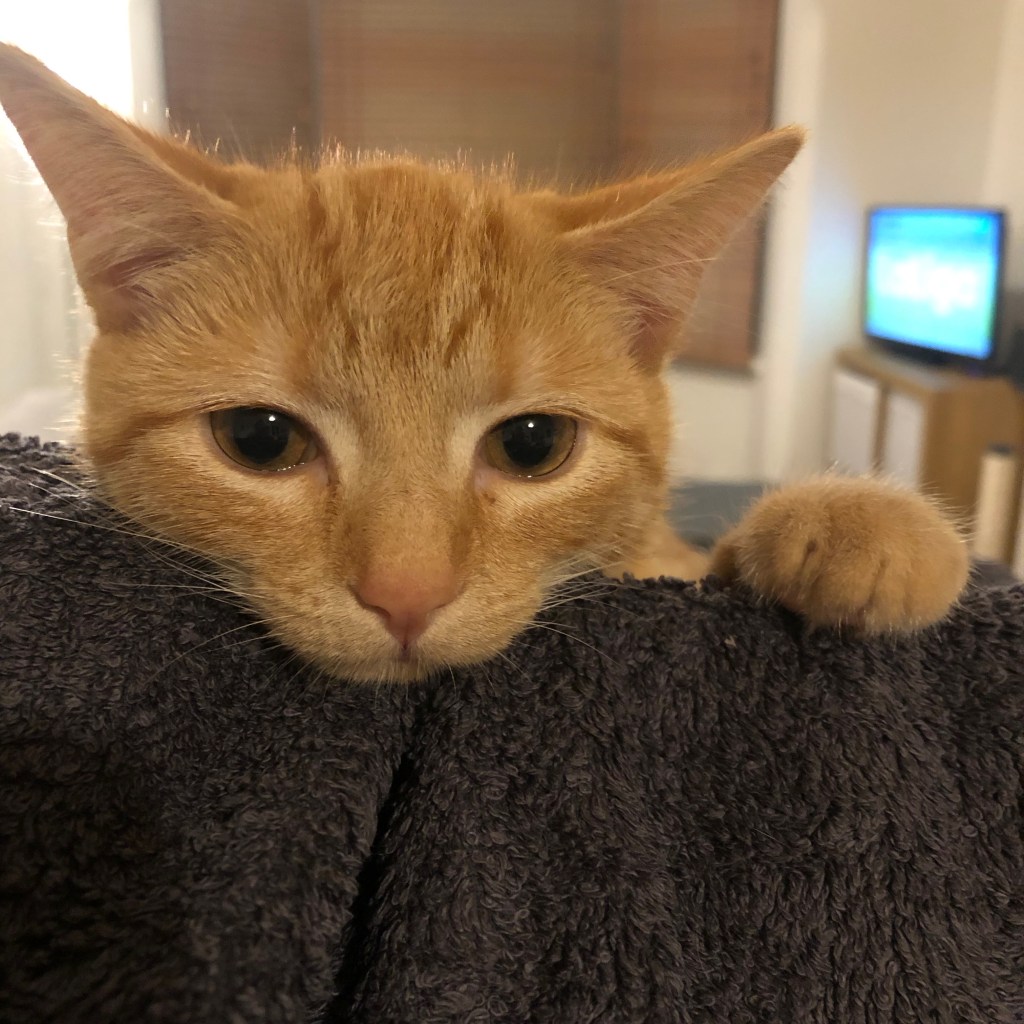 A ginger cat with her head resting on a towel.